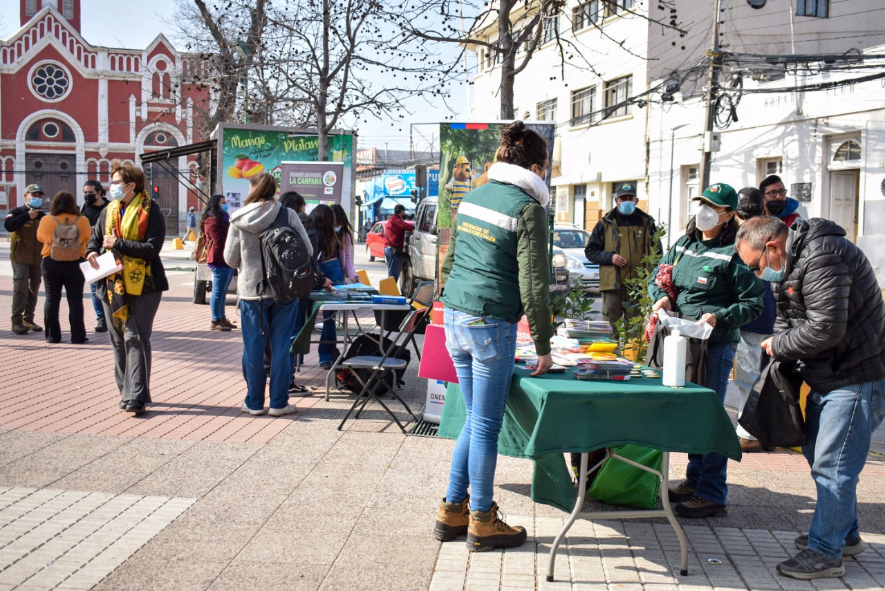 Escolares plantan árboles nativos en la Plaza de Armas de Quillota