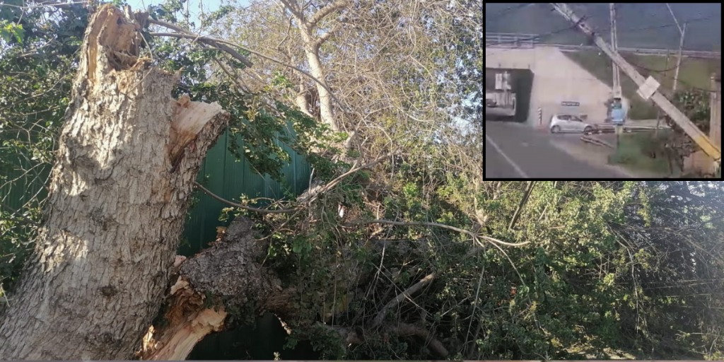 Mujer quedó atrapada en su casa en La Cruz por caída de enorme tronco
