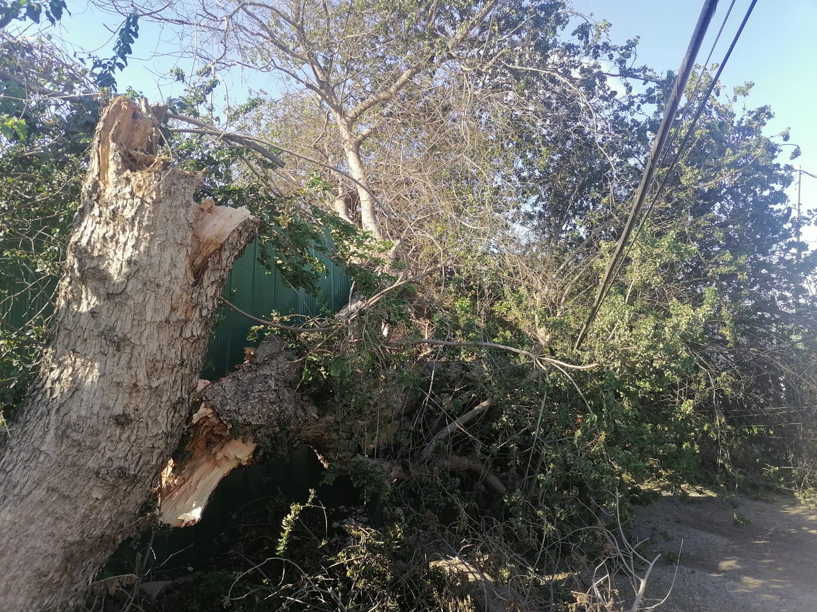 Mujer quedó atrapada en su casa en La Cruz por caída de enorme tronco