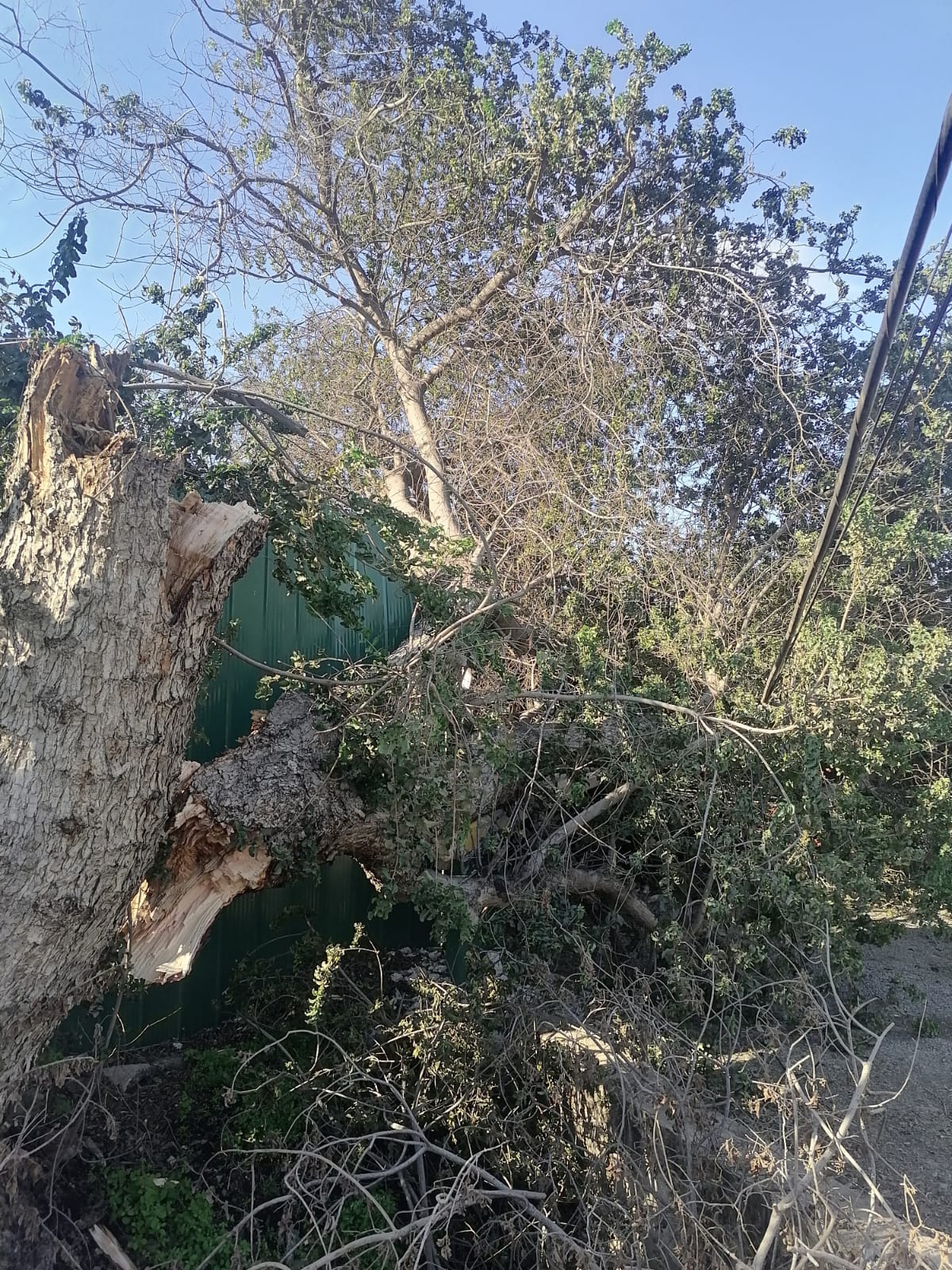 Mujer quedó atrapada en su casa en La Cruz por caída de enorme tronco