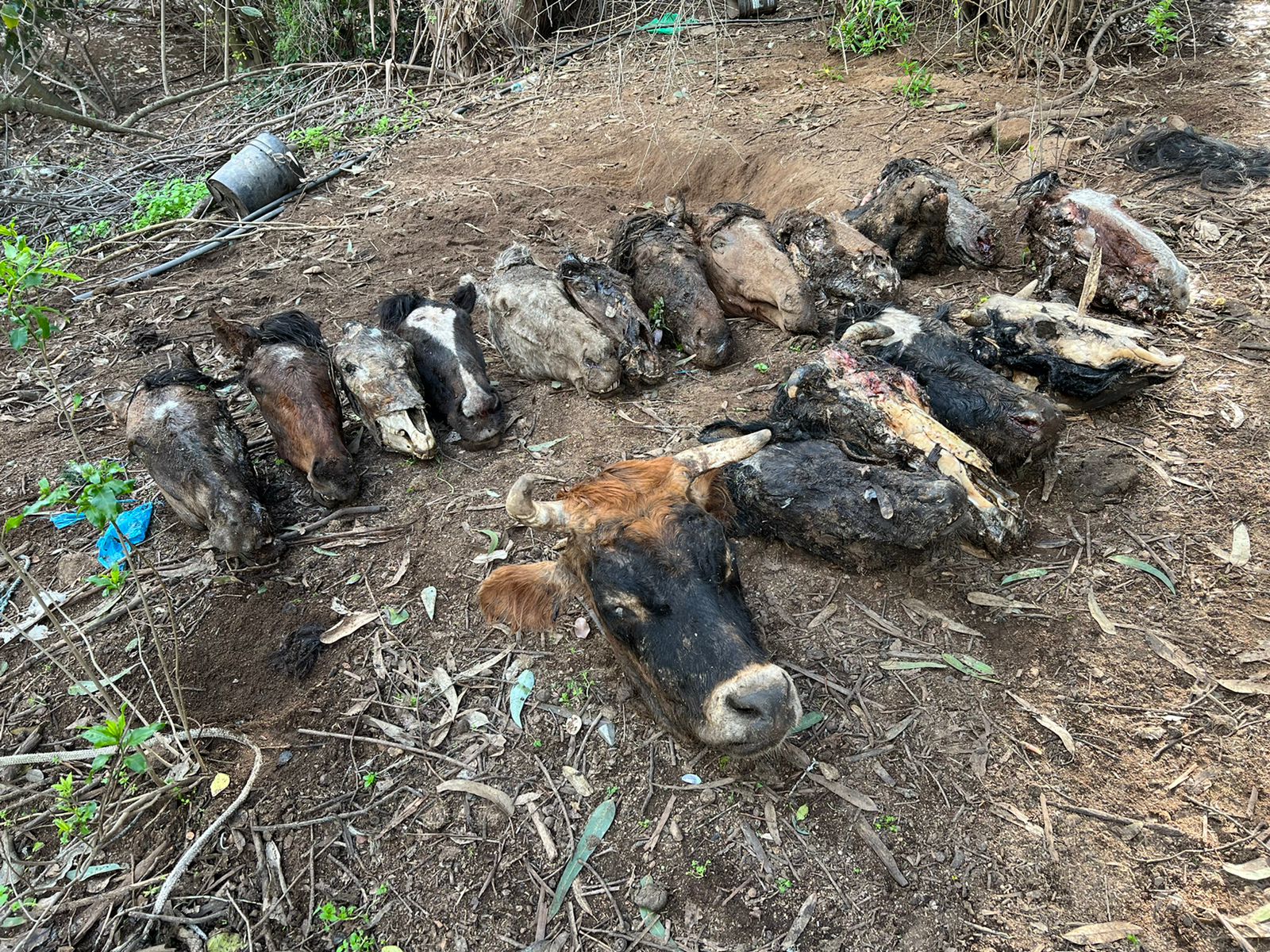 Hallan matadero clandestino de vacas y caballos en Lo Orozco de Quilpué