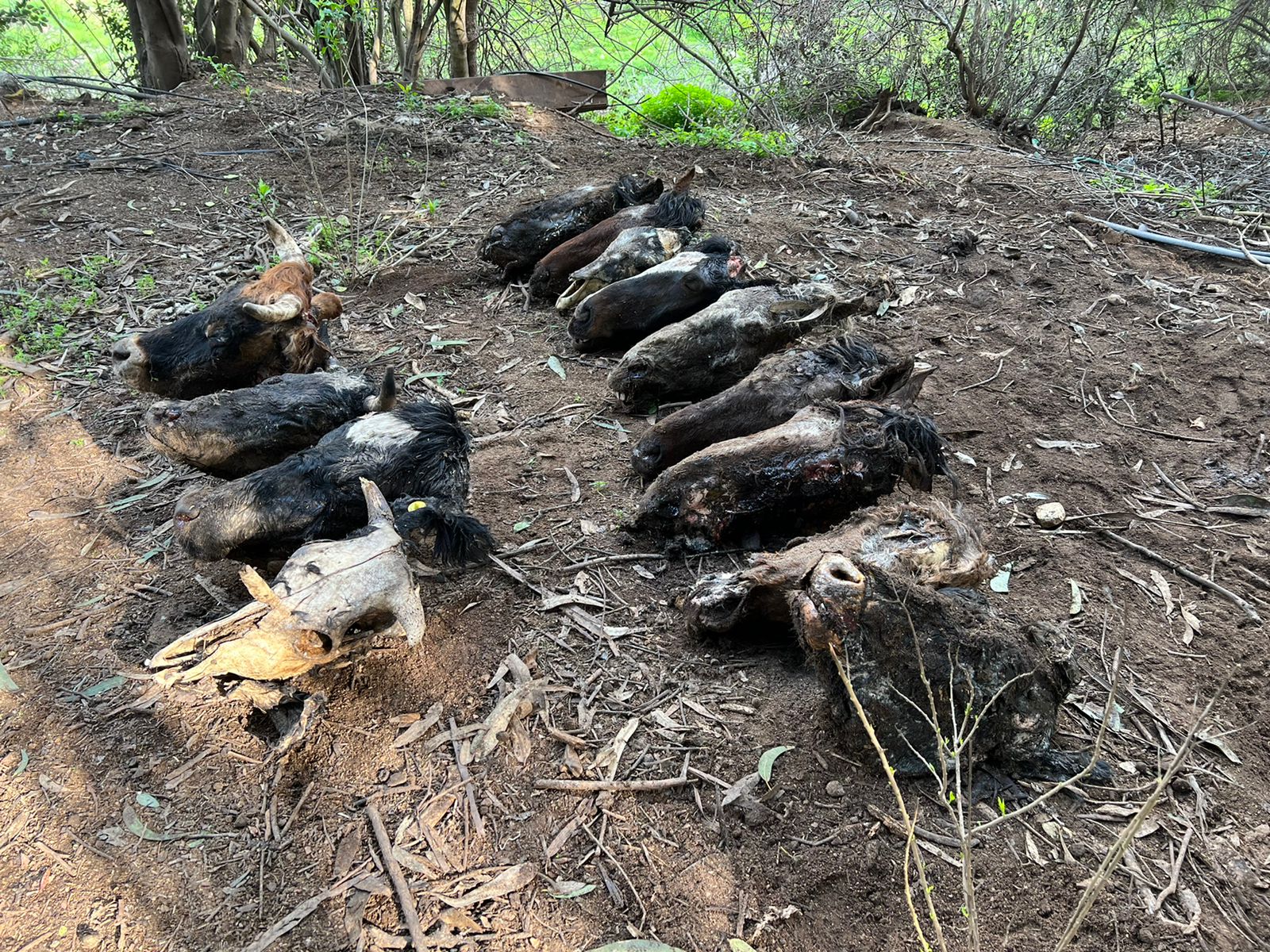 Hallan matadero clandestino de vacas y caballos en Lo Orozco de Quilpué