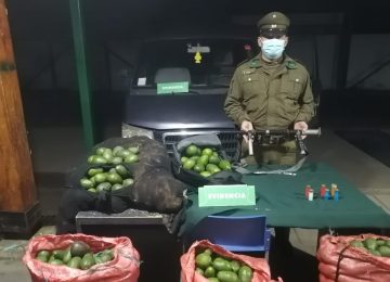 cargametno de paltas
