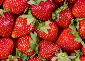 plaga en frutillas chile