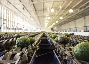 Comité de Paltas de Chile 2022