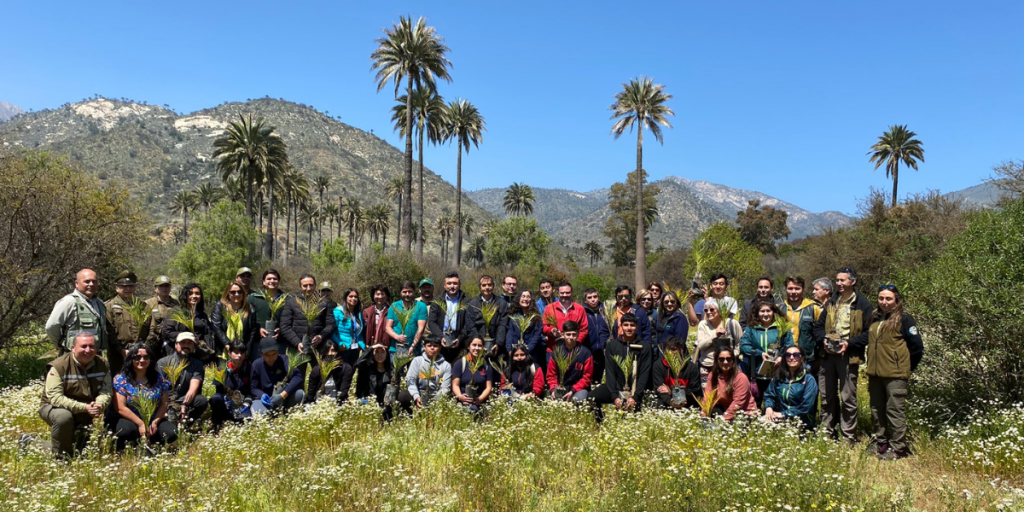 Vecinos y estudiantes plantan palma chilena junto a Conaf en Ocoa
