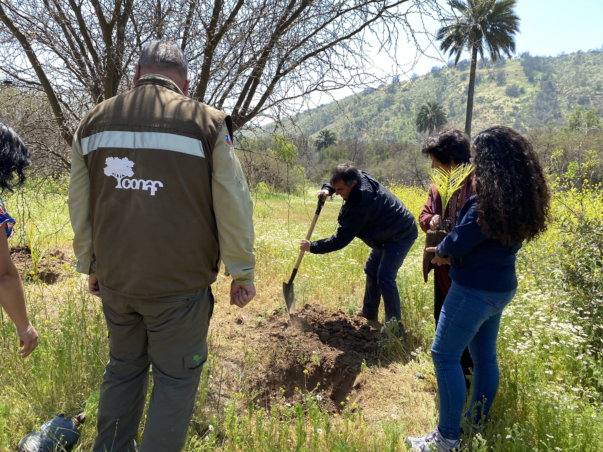 Vecinos y estudiantes plantan palma chilena junto a Conaf en Ocoa