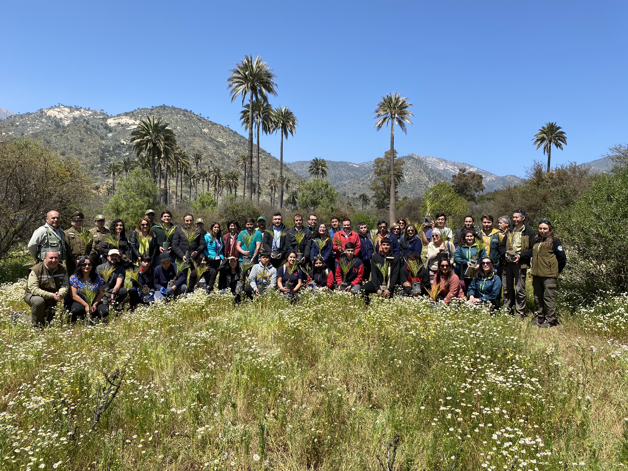 Vecinos y estudiantes plantan palmas chilenas en Ocoa