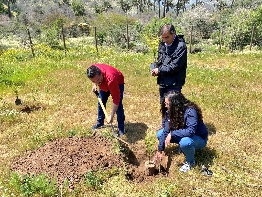 Vecinos y estudiantes plantan palma chilena junto a Conaf en Ocoa