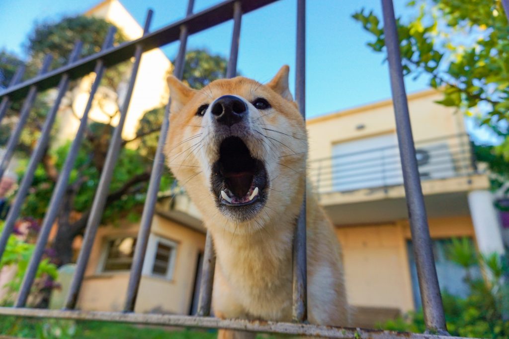 perro ladra
