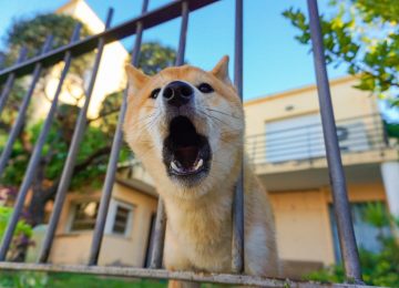perro ladra