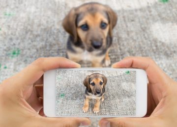 app busca mascotas