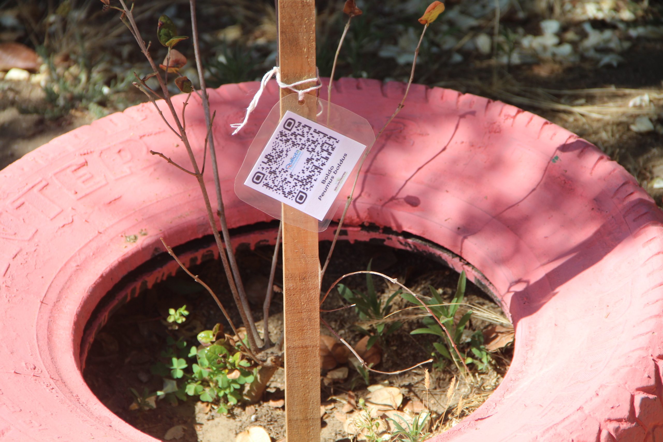 Quillota Jardín infantil estrenó espacio lector y códigos QR para identificar árboles
