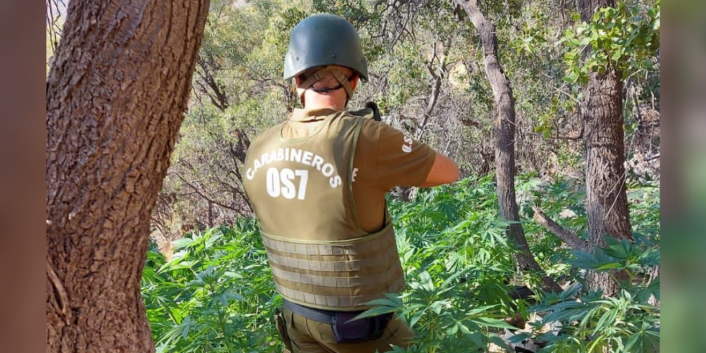 Carabineros incautó en Petorca más de 4 mil plantas de cannabis