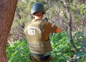 Carabineros incautó en Petorca más de 4 mil plantas de cannabis