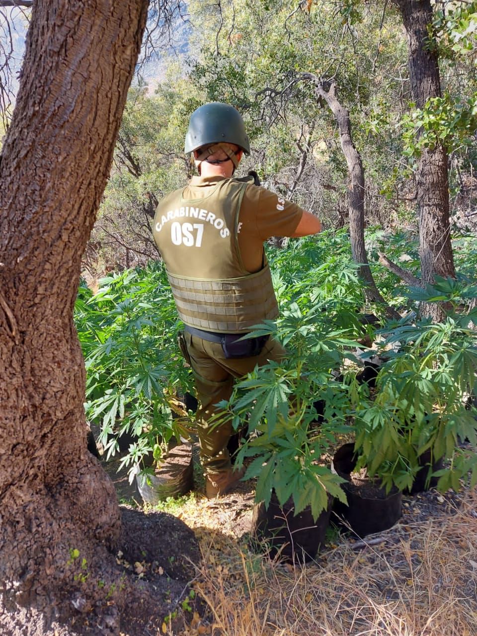 Carabineros incautó en Petorca más de 4 mil plantas de cannabis