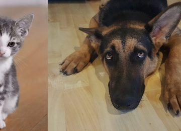 Cómo proteger a nuestras mascotas durante los fuegos artificiales.