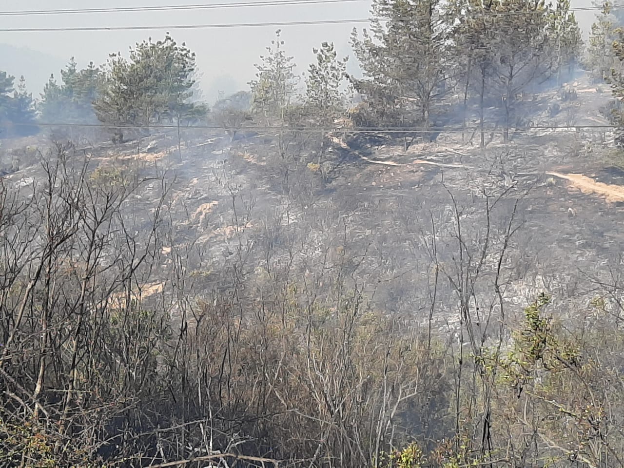 Incendio forestal en el Jardín Botánico de Viña del Mar.