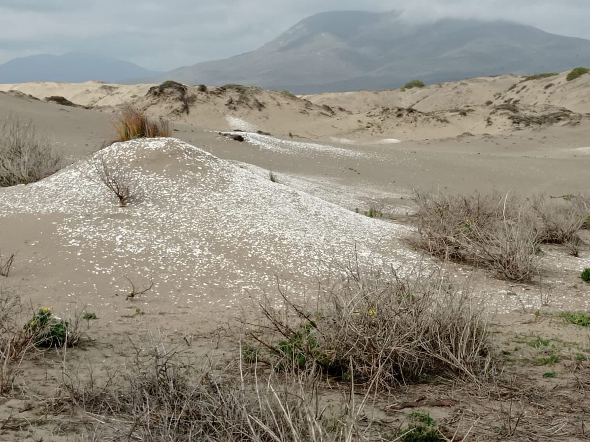 La Ligua Quedan pocos cupos para participar en caminata a las Dunas de Longotoma