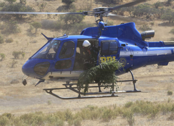 PDI incauta marihuana avaluada en 80 millones de pesos en la Ligua