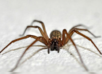 Síntomas y qué hacer en caso de mordedura de araña de rincón