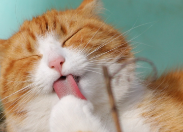¿Cómo proteger a nuestras mascotas del exceso de calor?