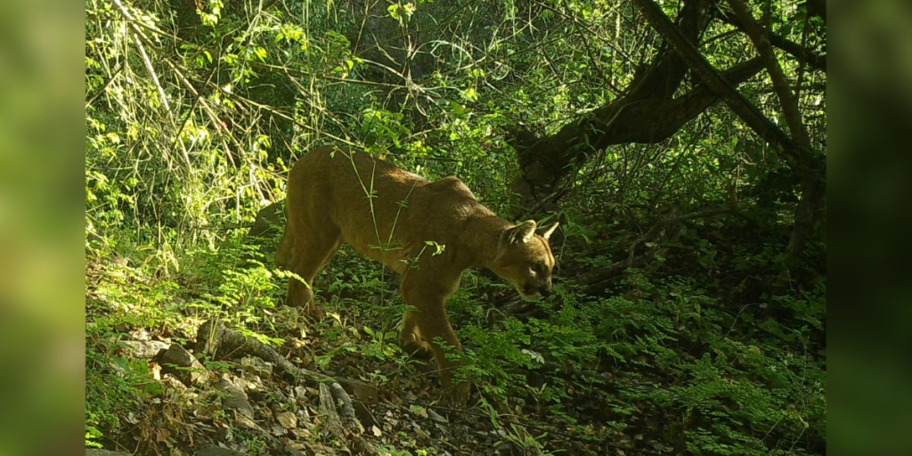 Cámaras captaron un puma en Puchuncaví