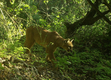 Cámaras captaron un puma en Puchuncaví