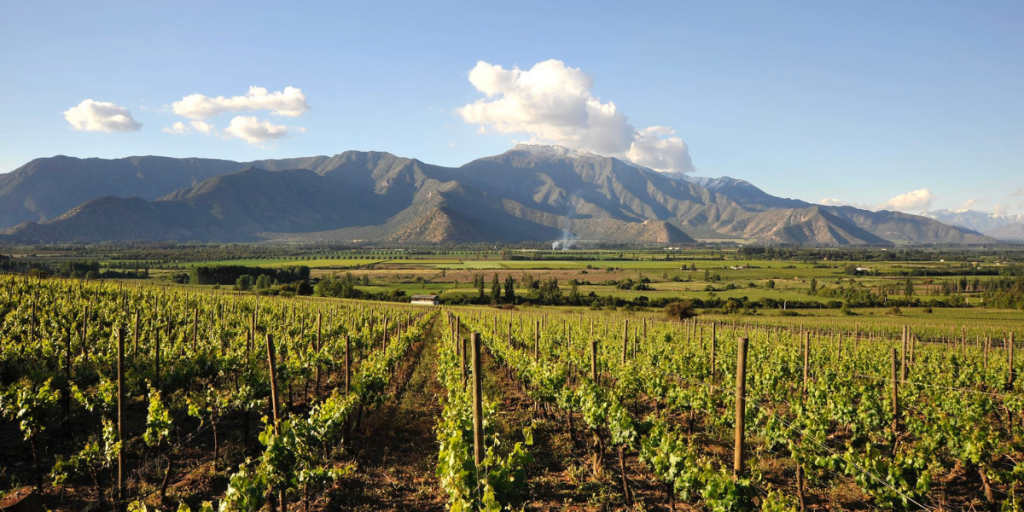 Enoturismo en Viña von Siebenthal: aprendiendo del mundo del vino en el Aconcagua