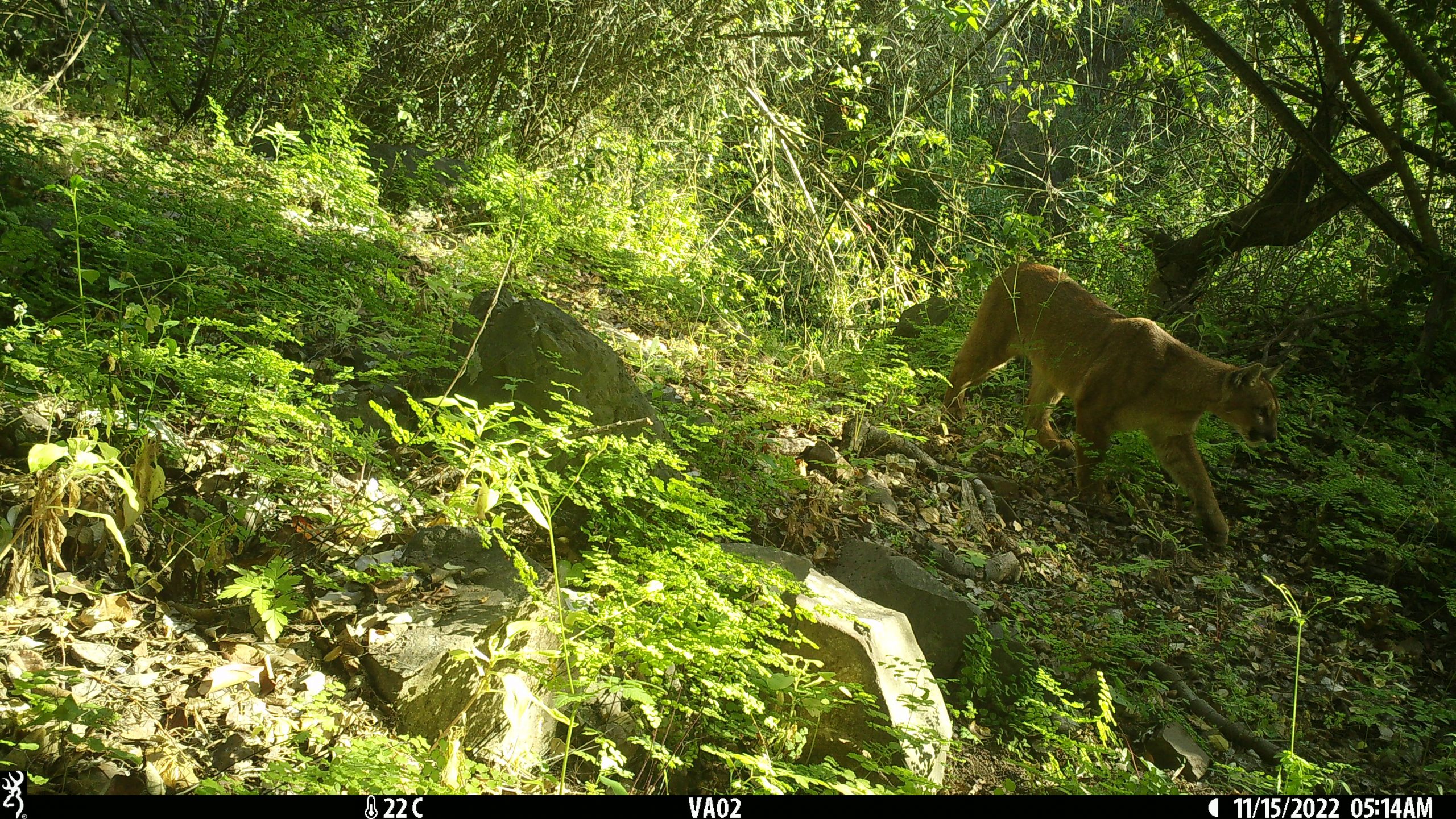 [FOTOS] Cámaras trampa registraron un puma en Puchuncaví