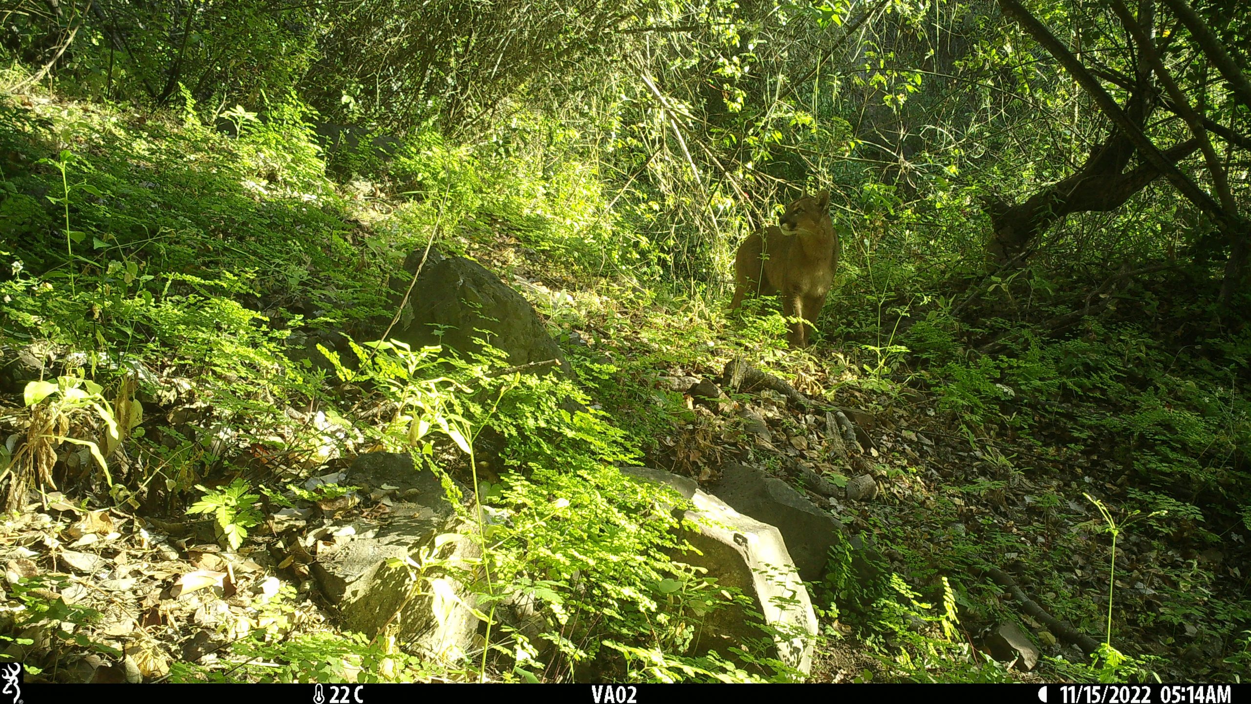 [FOTOS] Cámaras trampa registraron un puma en Puchuncaví