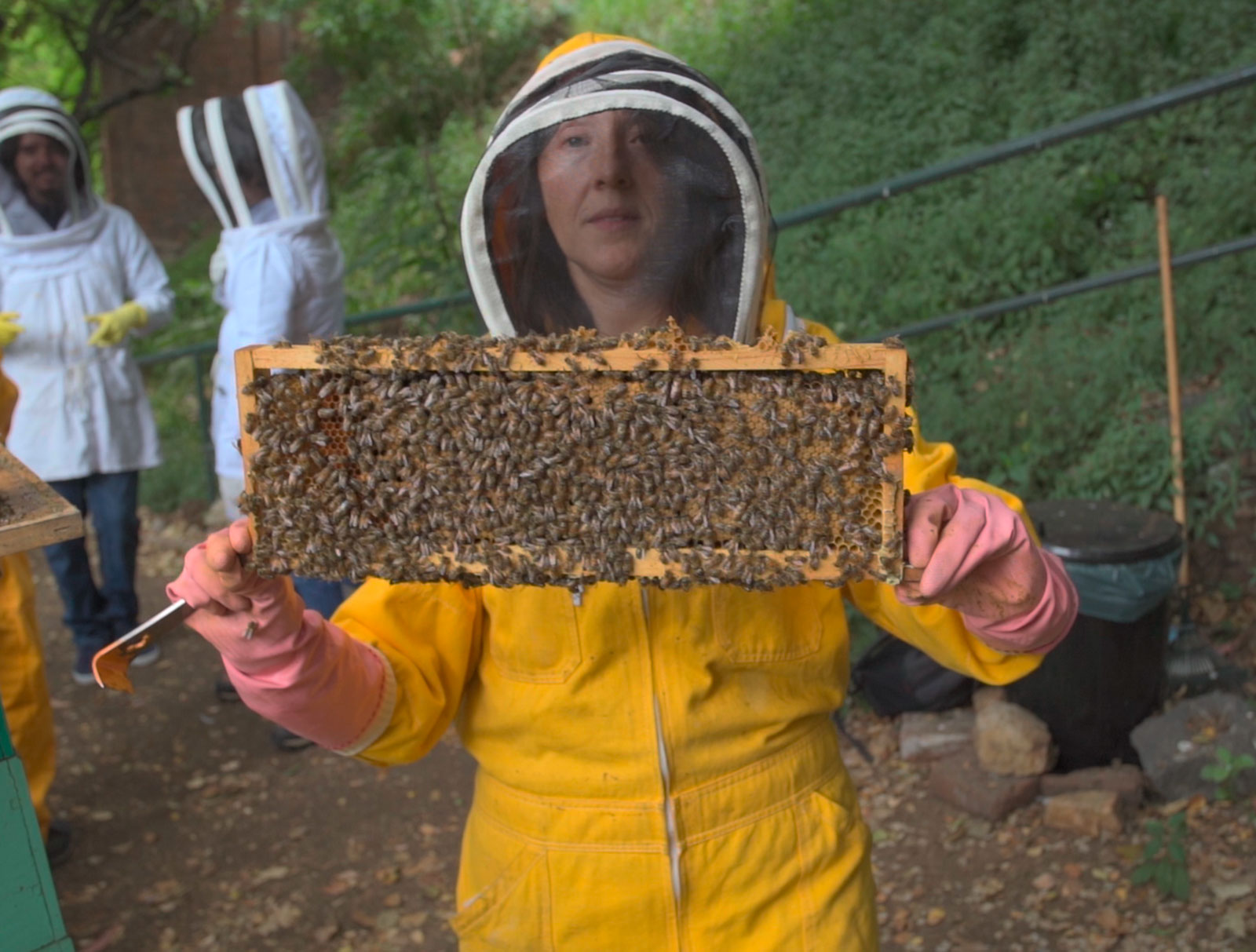 Investigadora porteña sitúa a Chile como pionero mundial en purificación de cera de abejas