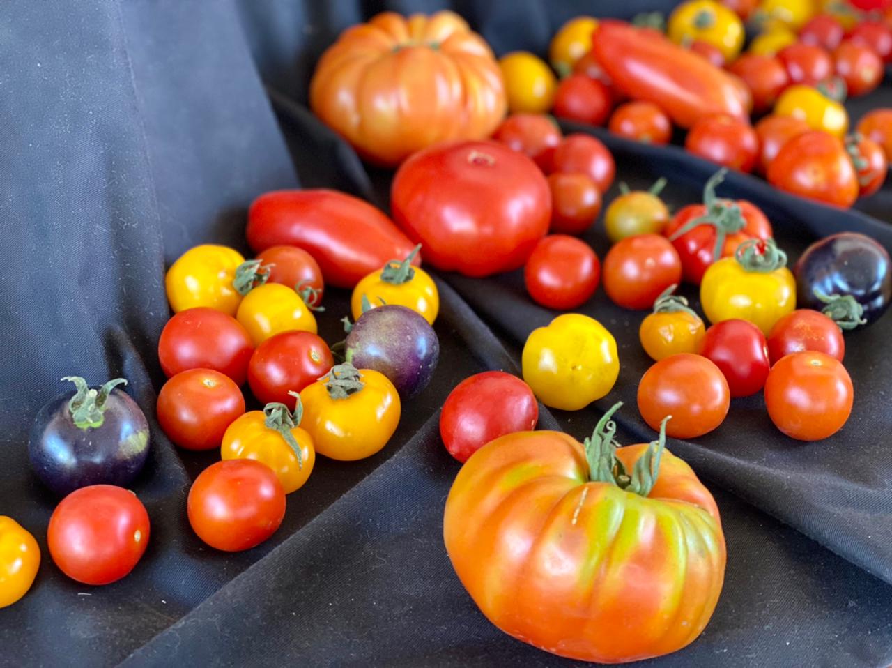 La Fiesta del Tomate vuelve a Limache con el tomaticán más grande de Chile