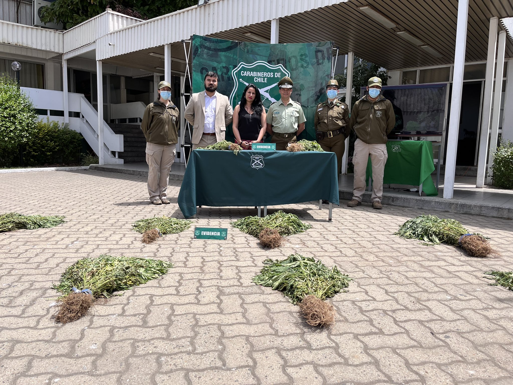 [VIDEO] Hallan más de 5 mil plantas de marihuana en Quillota