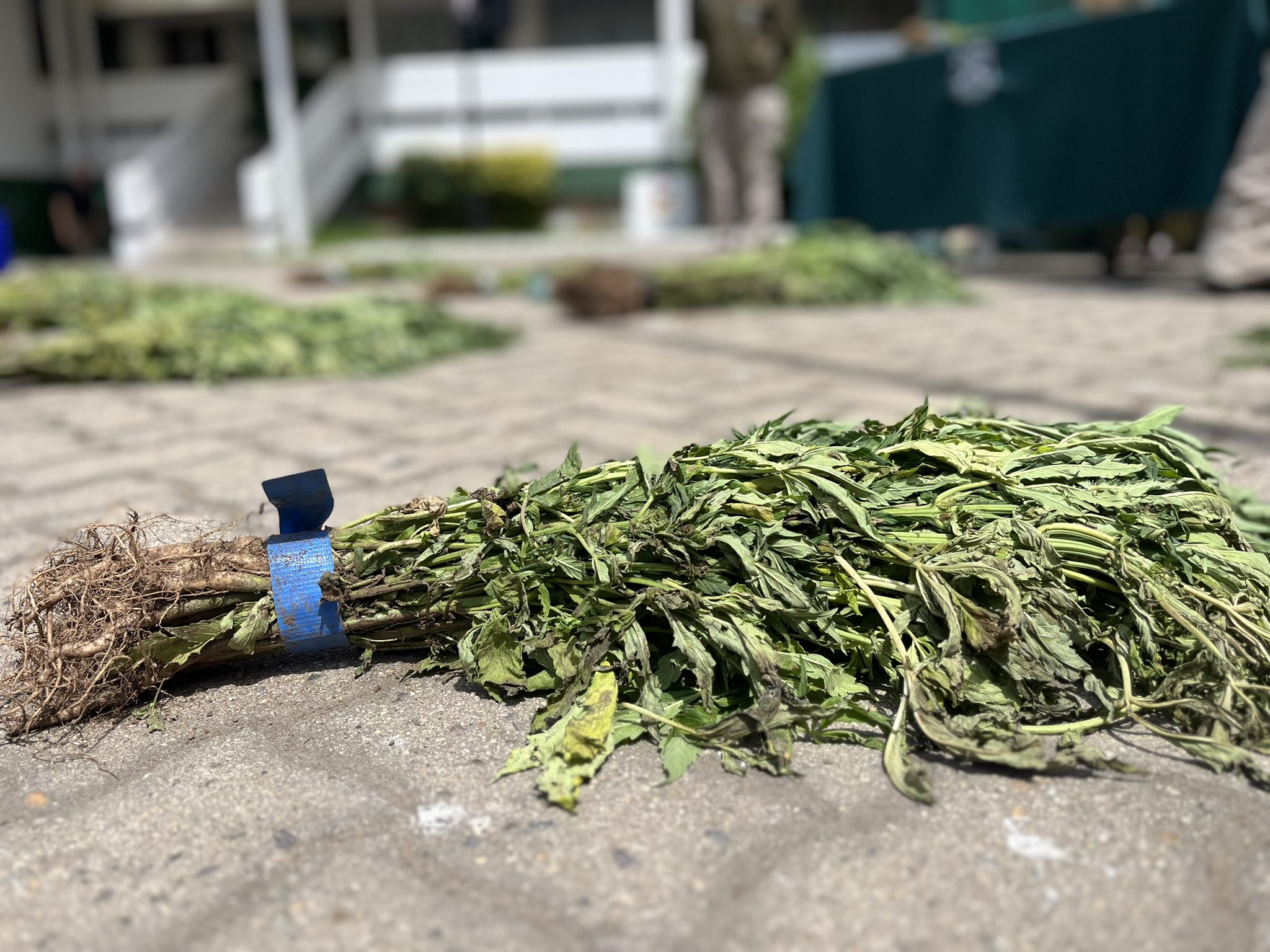 Hallan más de 5 mil plantas de marihuana en Quillota