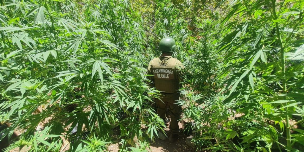 En Petorca hallan cultivo de marihuana con más de 7 mil plantas