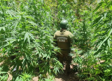 En Petorca hallan cultivo de marihuana con más de 7 mil plantas