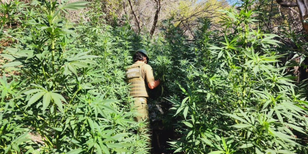 En Petorca y La Ligua incautan casi 6 mil plantas de cannabis