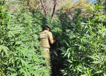 En Petorca y La Ligua incautan casi 6 mil plantas de cannabis
