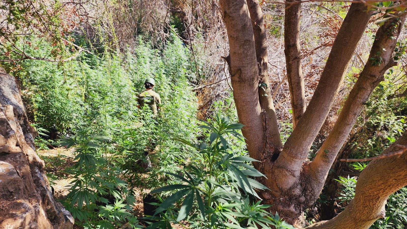 En Petorca y La Ligua incautan casi 6 mil plantas de cannabis