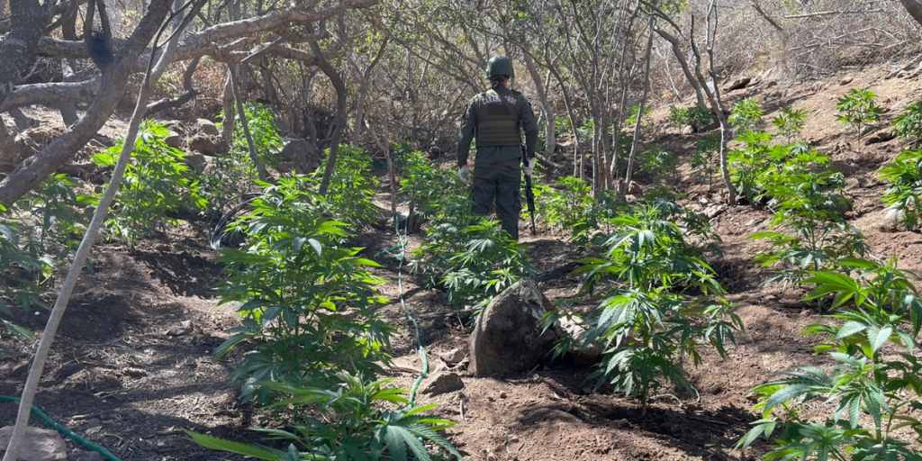 La Ligua: Hallan cultivo de marihuana con más de 5 mil plantas