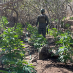 La Ligua: Hallan cultivo de marihuana con más de 5 mil plantas