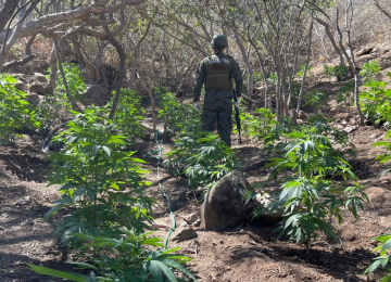 La Ligua: Hallan cultivo de marihuana con más de 5 mil plantas