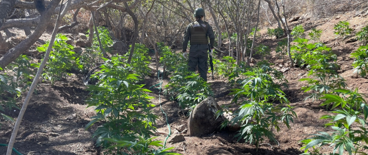 La Ligua: Hallan cultivo de marihuana con más de 5 mil plantas