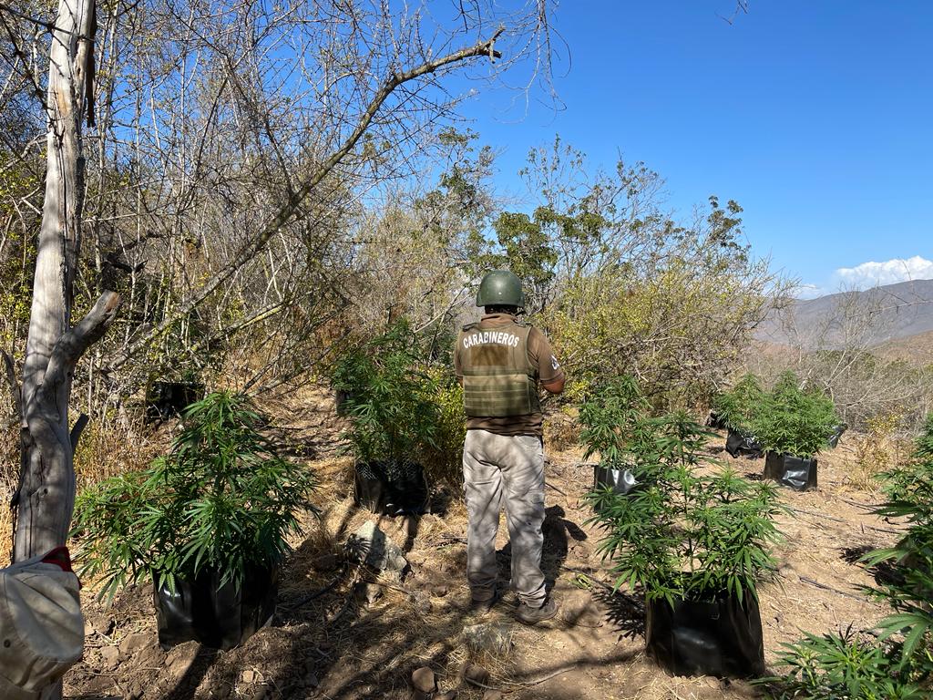 La Ligua Hallan cultivo de marihuana con más de 5 mil plantas