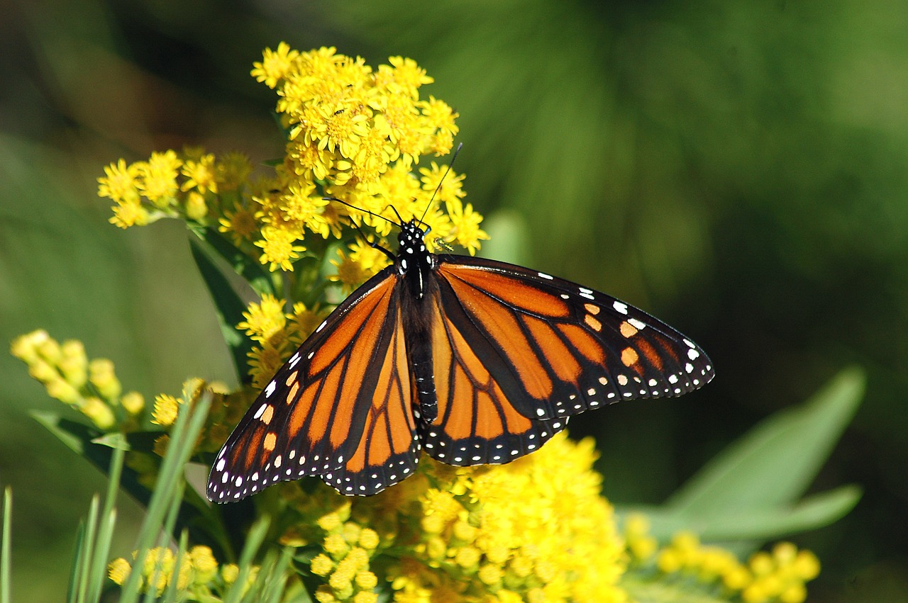 Mariposa monarca, especie que está presente en el libro de Karen Montalva.