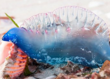Prohíben el baño en playa de Cachagua por presencia de Fragata Portuguesa