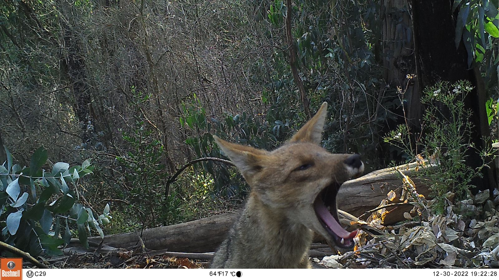 [FOTOS] Captan a zorro chilla en la Reserva Nacional Lago Peñuelas de Valparaíso
