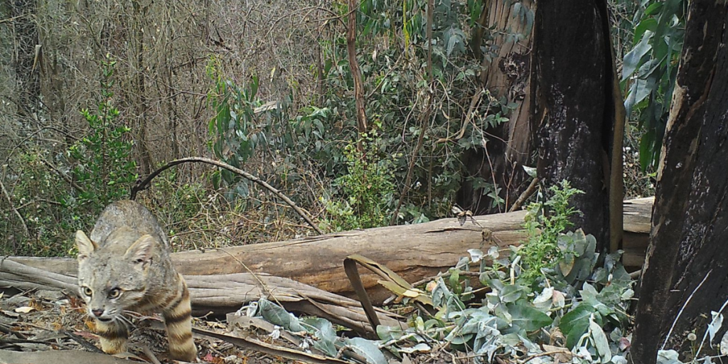 [FOTOS] Captan al esquivo gato colocolo en la Reserva Nacional Lago Peñuelas de Valparaíso