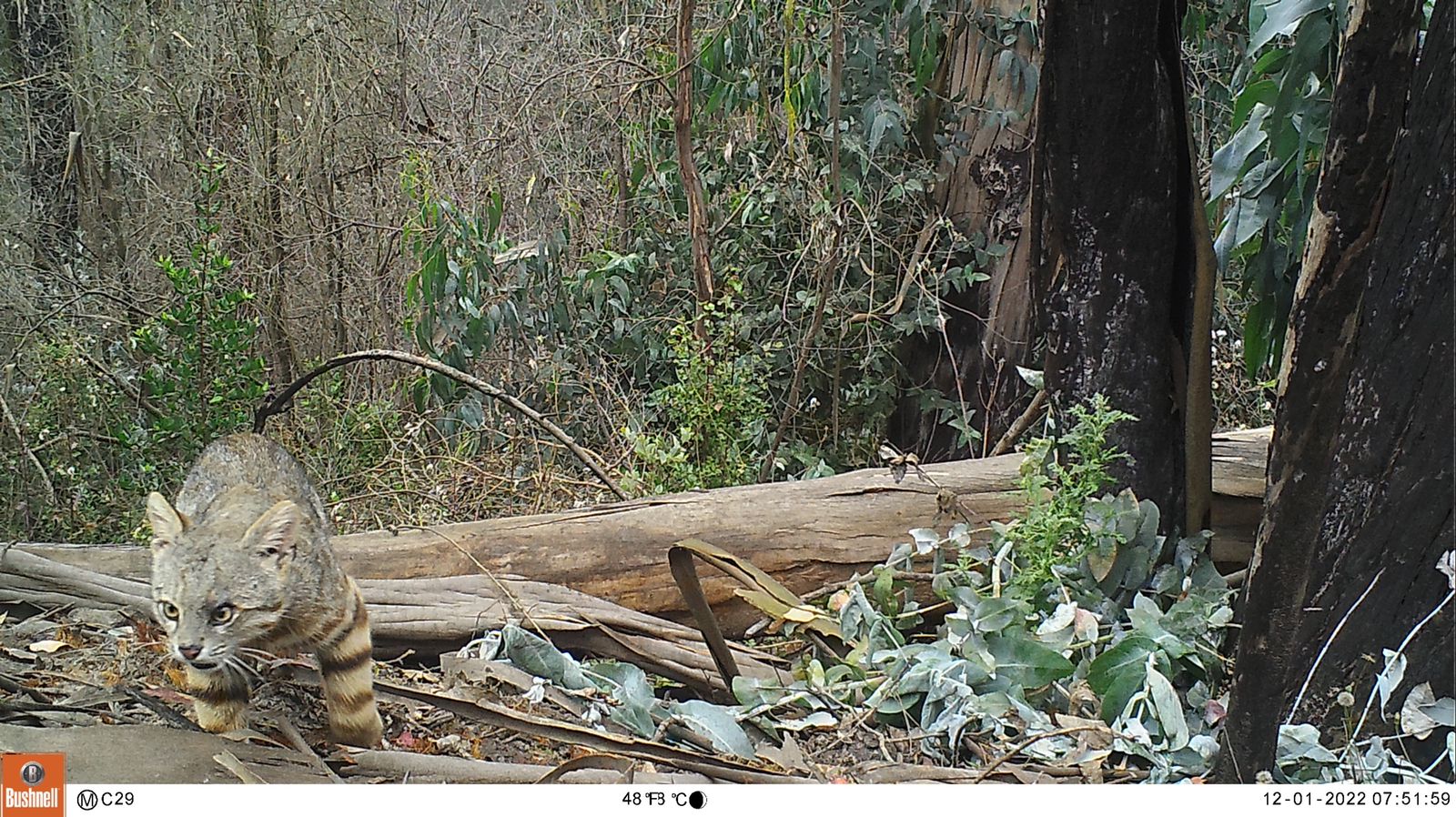 [FOTOS] Captan al esquivo gato colocolo en la Reserva Nacional Lago Peñuelas de Valparaíso